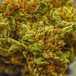 Blueberry Kush (AAA) - Image 2