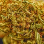 Cookie Burger (Indica) (AAAA) - Image 2