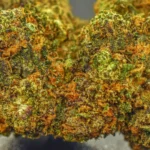 Jealousy (Indica Dominant Hybrid) ( AAAA) - Image 2