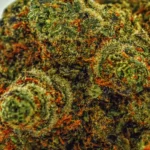 King Gushers (AAAA) - Image 2