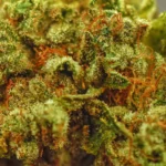 Ménage (Indica) (AAAA) - Image 2
