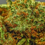 Pure Michigan (Indica) (AAAA) - Image 2