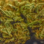 White Rhino (Indica) (AAA) - Image 2